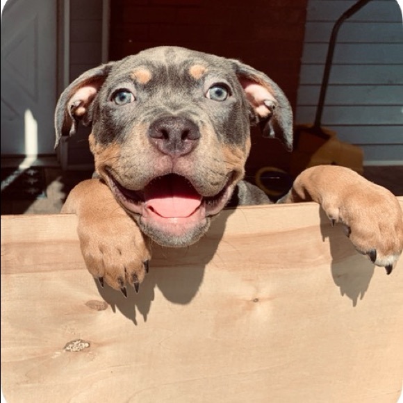 Meet your Posher, Shem - Picture 1 of 1